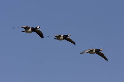 Barnacle Goose - Vitkindad gs