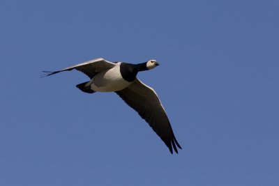 Barnacle Goose - Vitkindad gs