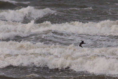 Parasitic Jaeger - Kustlabb