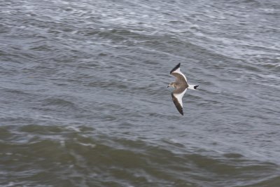 Sabine's Gull - Trnms