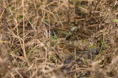 Little Bunting - Dvrgsparv