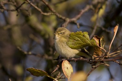 Chiffchaff - Gransngare