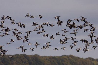 Barnacle Goose and Brent Goose - Vitkindad gs och prutgs