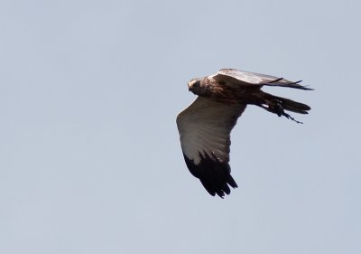 Western Marsh Harrier - Brun krrhk