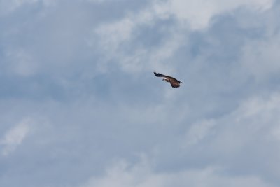 Osprey - Fiskgjuse