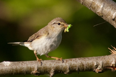 Willow Warbler - Lvsngare