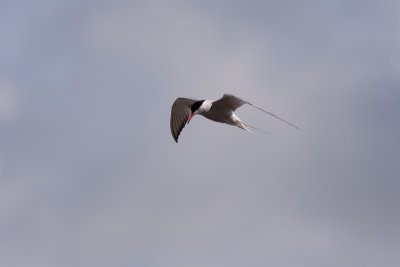 Common Tern - Fisktrna