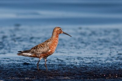 Curlew Sandpiper - Spovsnppa