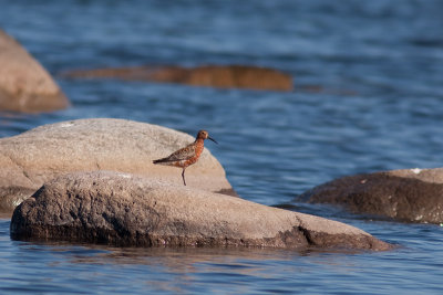 Curlew Sandpiper - Spovsnppa