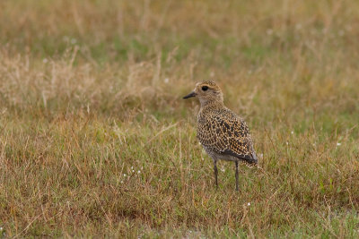 European Golden Plover - Ljungpipare