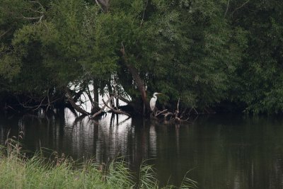 Great Egret - gretthger