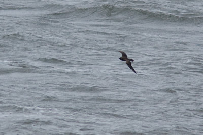 Parasitic Jaeger - Kustlabb