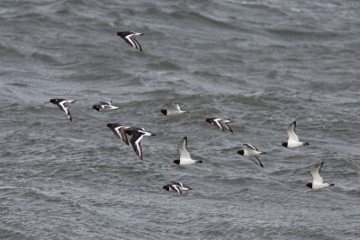 Eurasian Oystercatcher - Strandskata