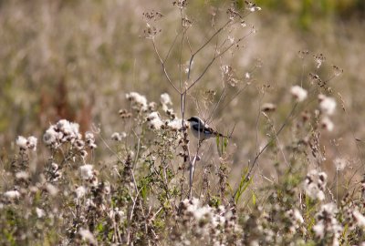 Lesser Grey Shrike - Svartpannad trnskata
