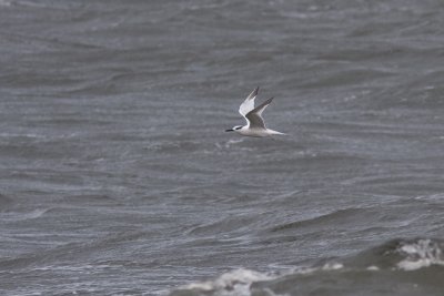 Sandwich Tern - Kentsk trna