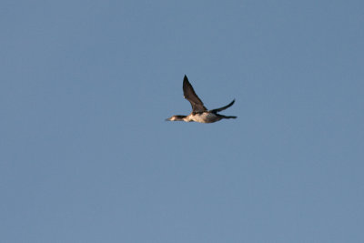 Black-throated Loon - Storlom