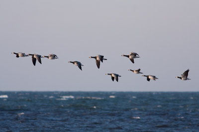 Barnacle Goose - Vitkindad gs