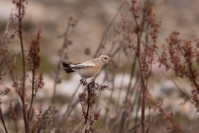 Desert Wheatear - kenstenskvtta