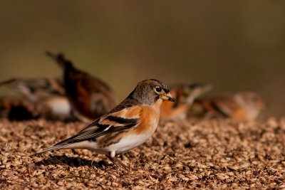 Brambling - Bergfink