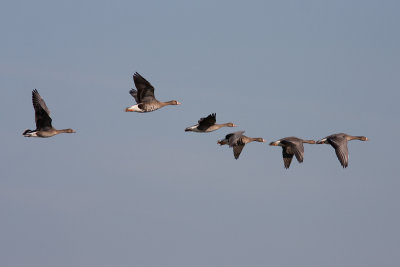 Greater White-fronted Goose - Bläsgås