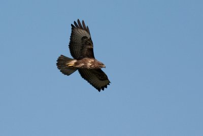 Common Buzzard - Ormvrk