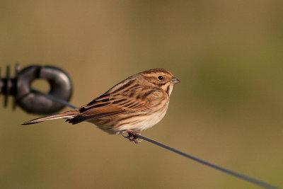 Common Reed Bunting - Svsparv