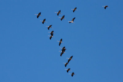 Common Crane - Trana