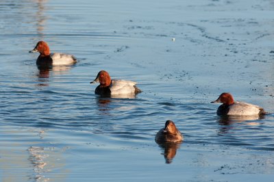Common Pochard - Brunand