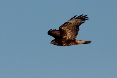 Common Buzzard - Ormvrk