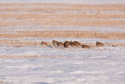 Grey Partridge - Rapphna