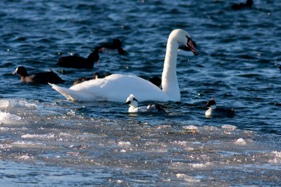 Smew - Salskrake