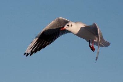 Black-headed Gull - Skrattms