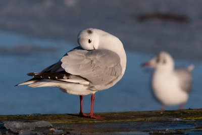 Black-headed Gull - Skrattms