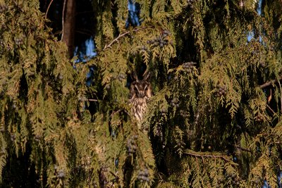 Long-eared Owl - Hornuggla