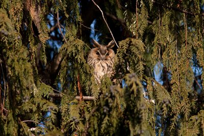 Long-eared Owl - Hornuggla