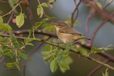 Chiffchaff - Gransngare