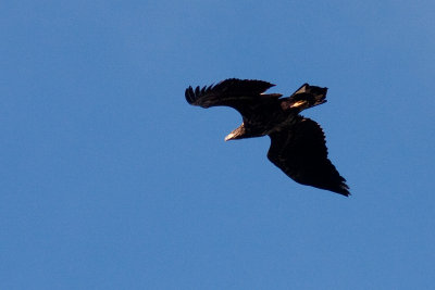 White-tailed Eagle - Havsrn