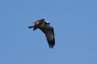 Osprey - Fiskgjuse