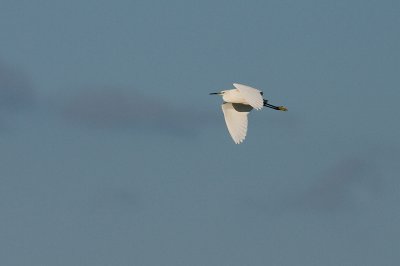 Little Egret - Silkeshäger