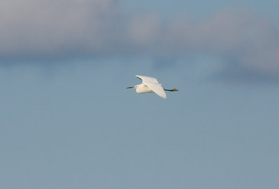 Little Egret - Silkeshger