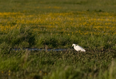Little Egret - Silkeshger