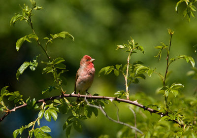 Common Rosefinch - Rosenfink
