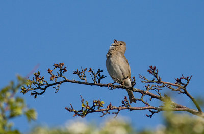 Common Rosefinch - Rosenfink