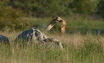 Long-eared Owl - Hornuggla