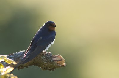 Barn Swallow - Ladusvala
