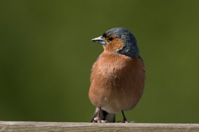 Common Chaffinch - Bofink