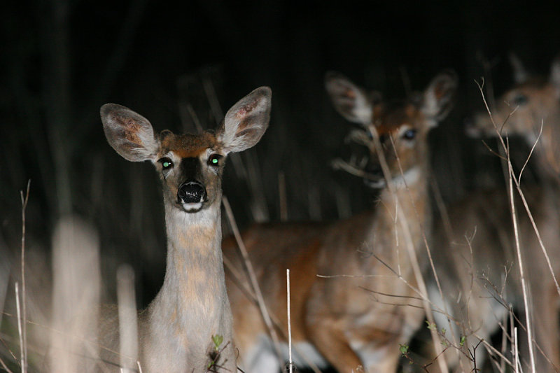 Cerf de Virginie