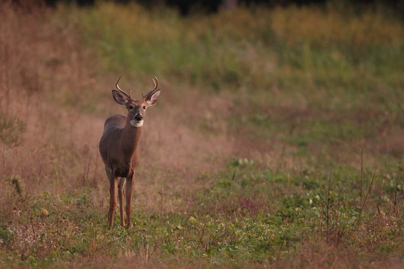 Cerf de Virginie