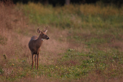 Cerf de Virginie