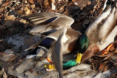 IMG_3161.jpg